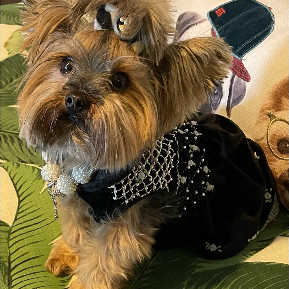 Chic Black Velvet Beaded and  Embroidered with Flowers Dog Dress
Medium